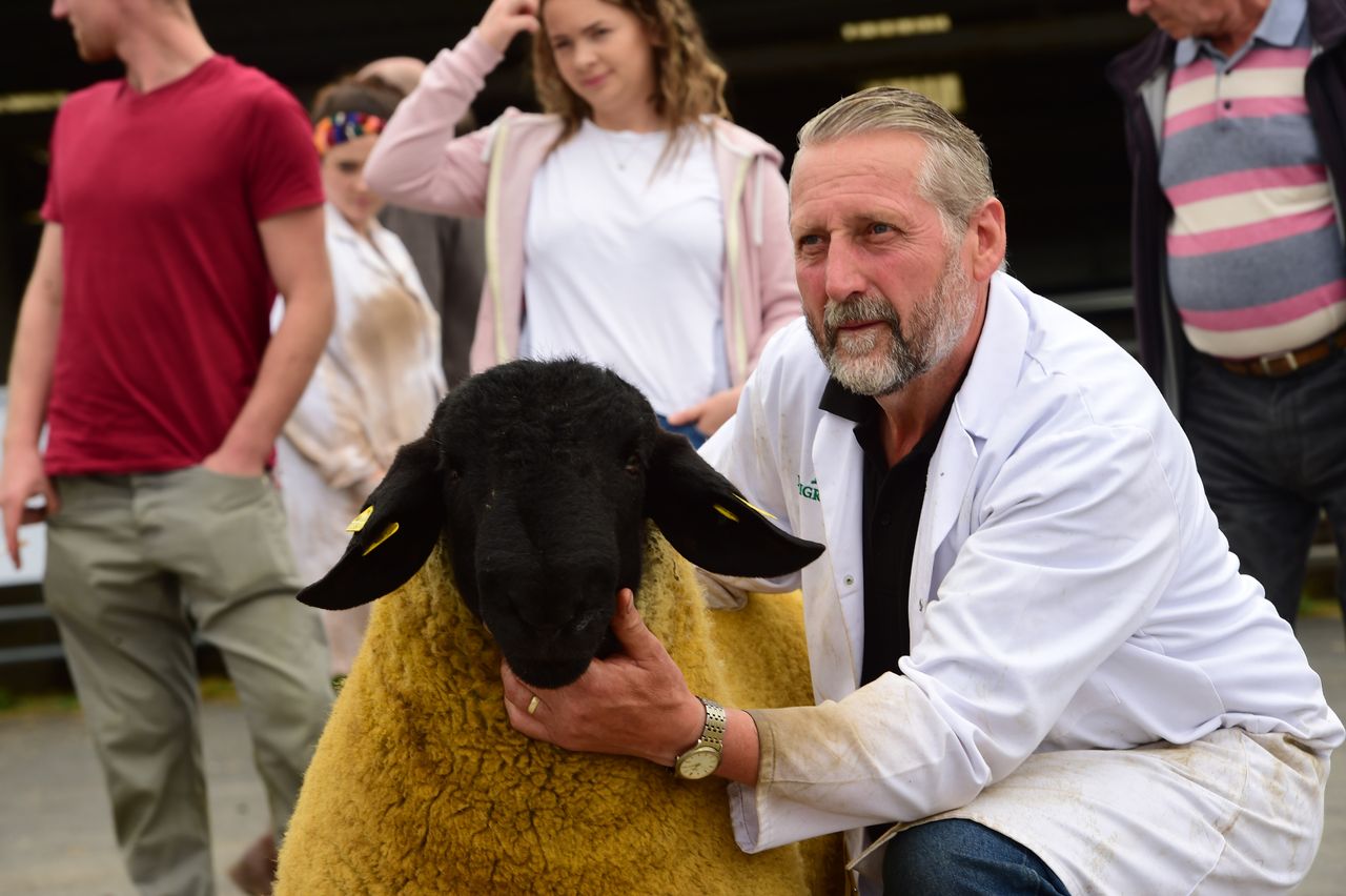 Retired car dealer making waves in the pedigree Suffolk sheep industry