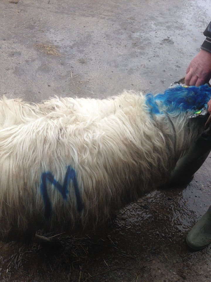 Pics: Farmer condemns 'dirty, low-down' theft of 26 hoggets