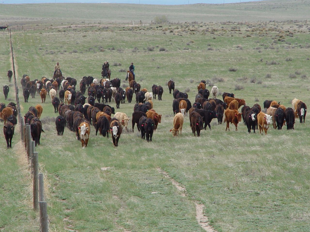 Research: Rotational grazing doesn't work in ranching systems