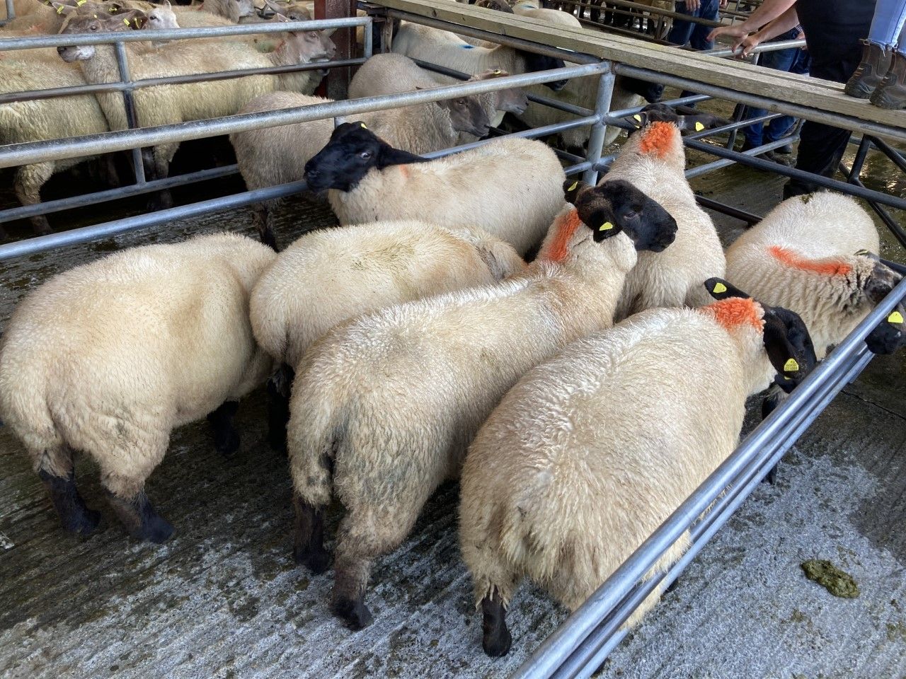 Sheep kill: Lamb throughput up nearly 5,000 head on the week before to lift overall kill