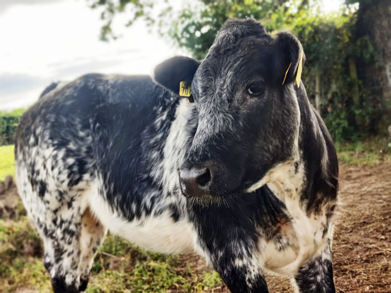 Belgian Blue fundraiser sees farmers fight for 'Johnny's girls'