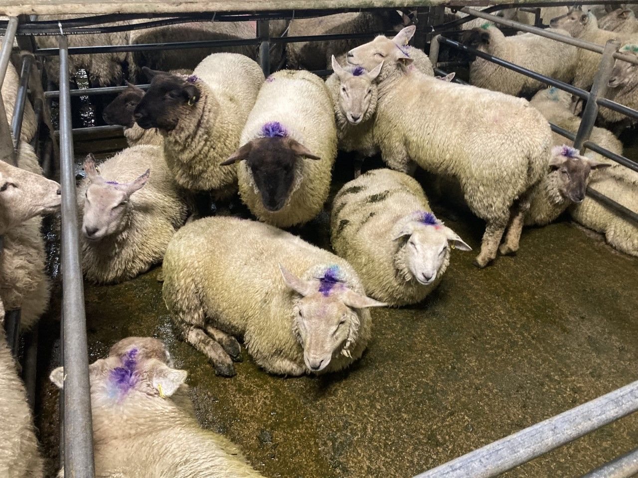 Sheep kill: Throughput breaks the 50,000 head mark last week