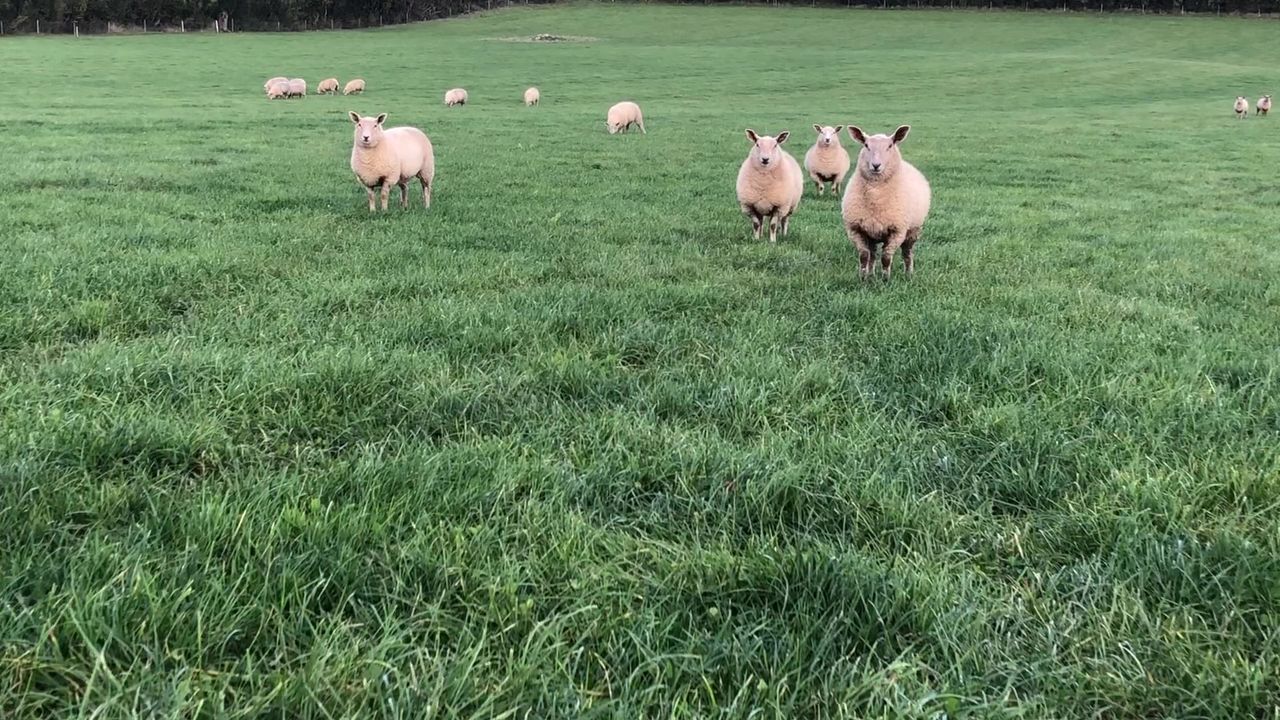 Lamb prices up nearly €40/head on a 22kg carcass on this time last year
