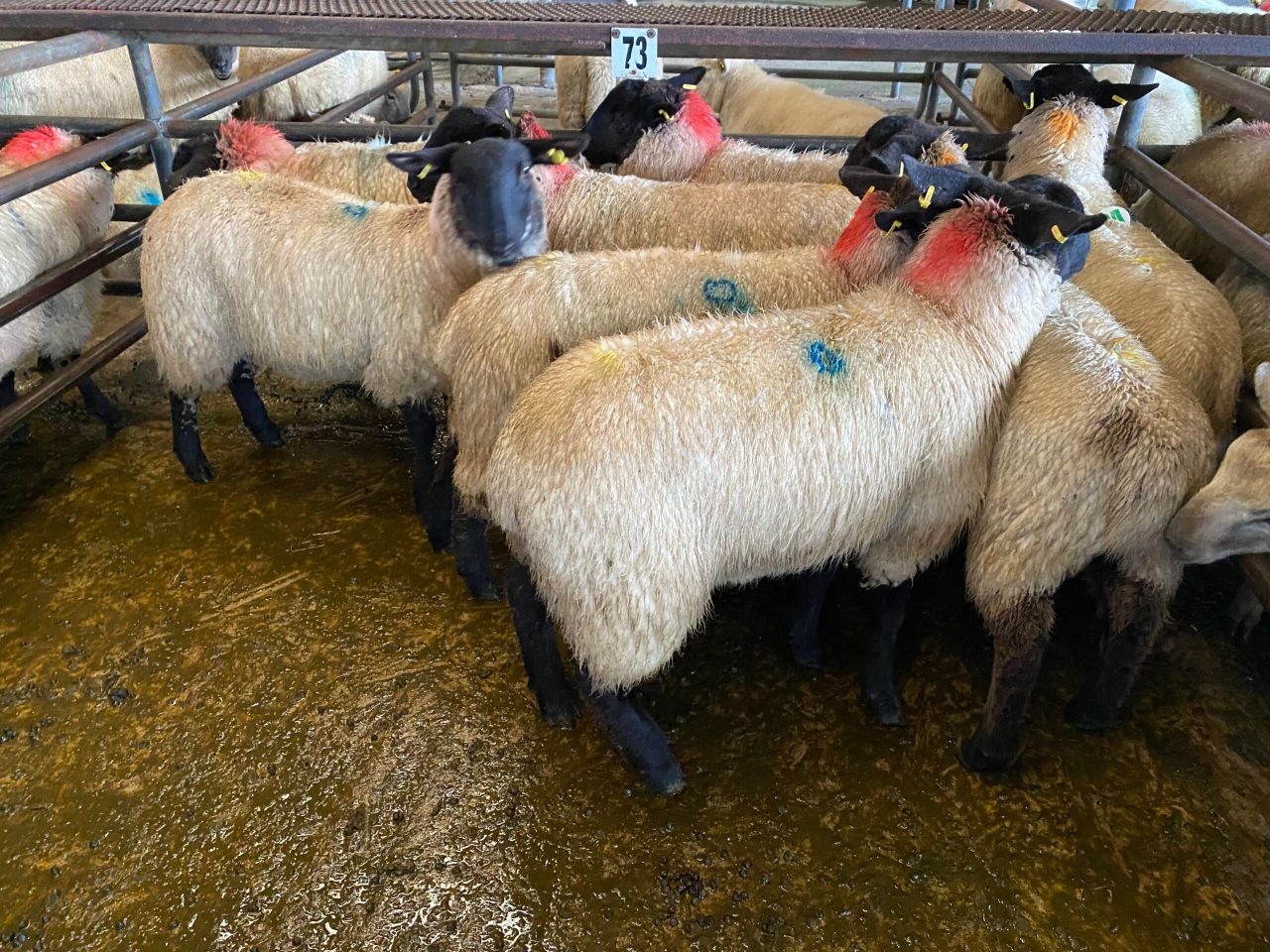 Sheep kill: Supplies fall further