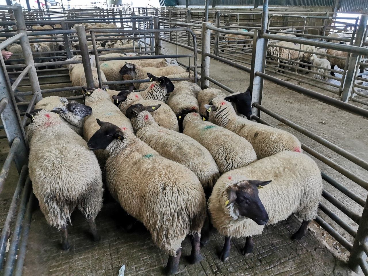 Sheep marts: 'Store hoggets up €15-20/head compared to this time last year'