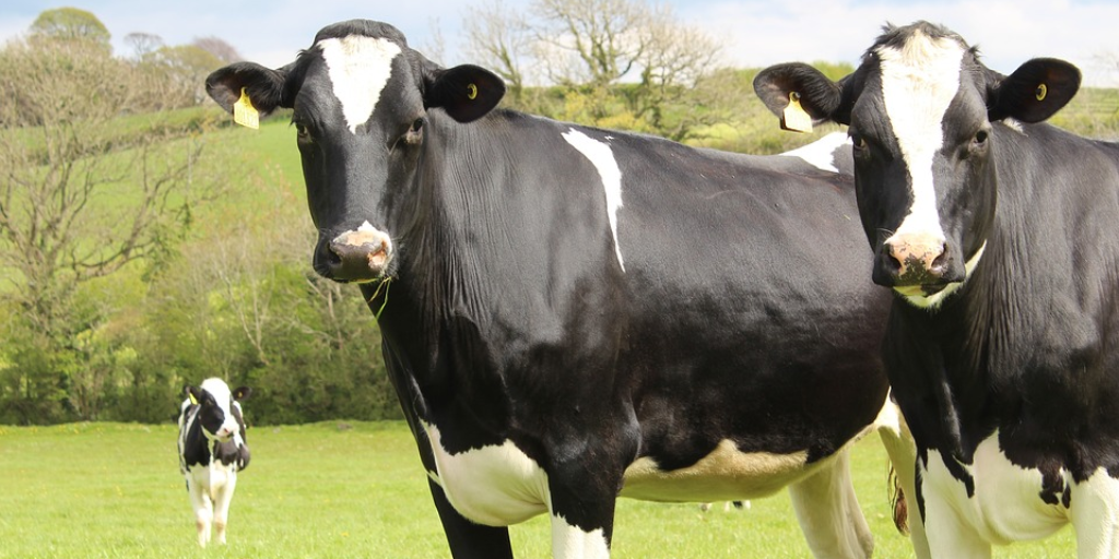 3 bulls announced for the Dairy Gene Ireland programme