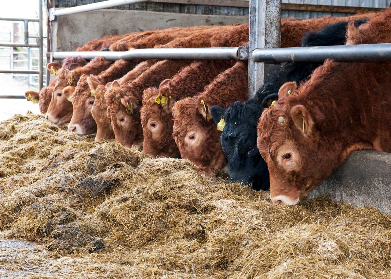 Beef trade: Steer and heifer prices remain firm