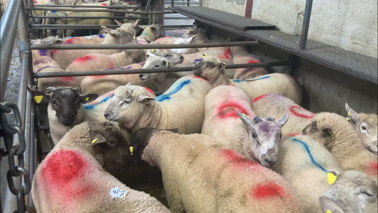 Video: Brisk trade for spring lambs at Carnaross Mart