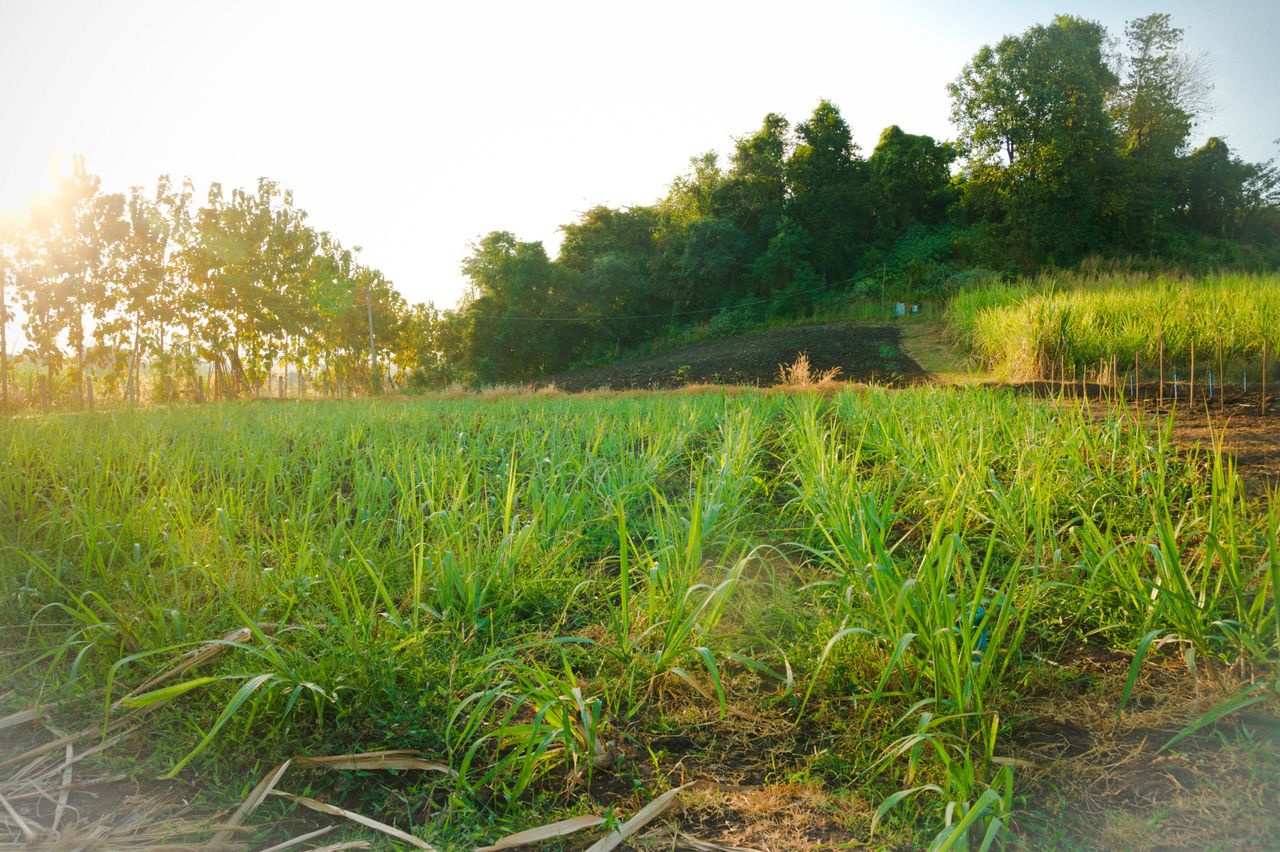 Beef crisis prompts interest in regenerative agriculture