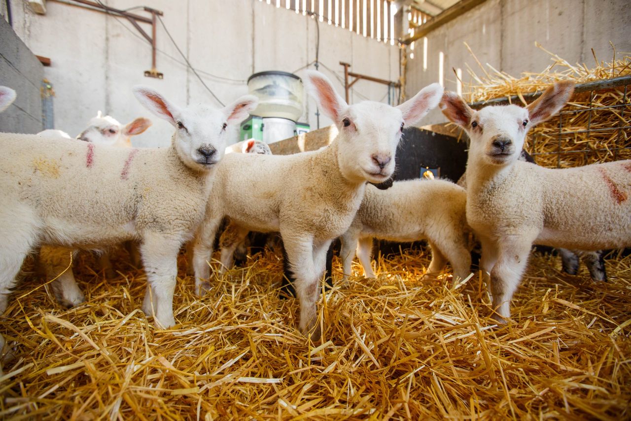 Winning at Weaning Series: Supporting with the right nutrition