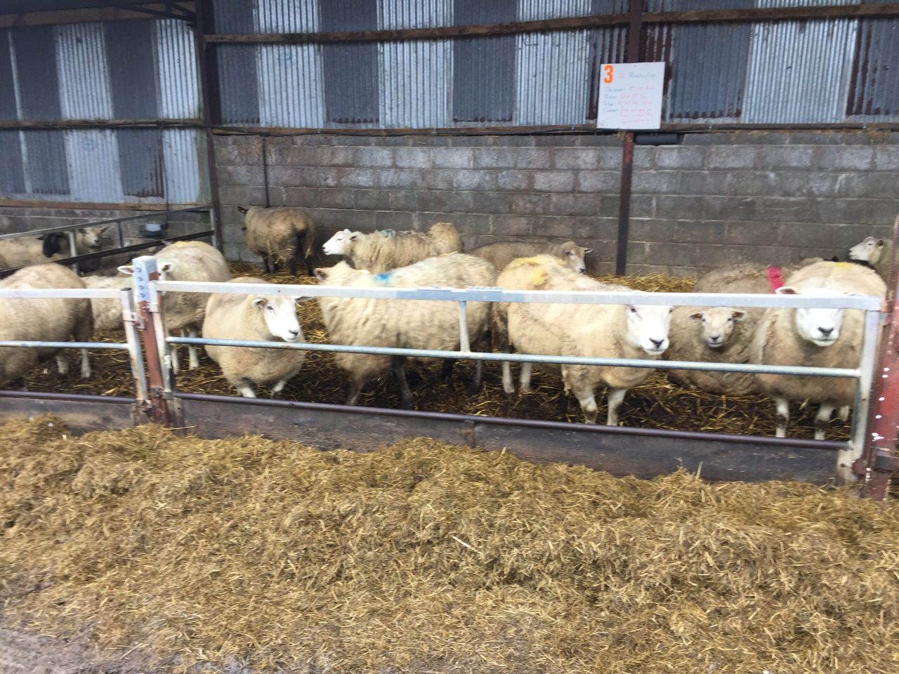 'It has been a challenging year for sheep farmers' - Teagasc's John Kelly
