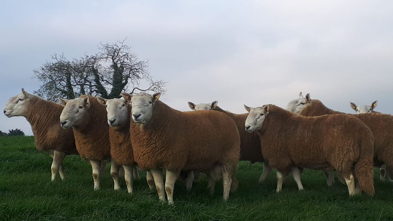 Brexit 'a unique opportunity' for Irish sheep breeders