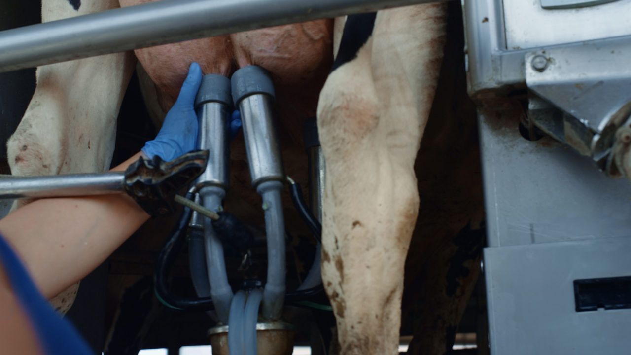 Higher milk production led to longer shelf-life products in 2025 - AHDB