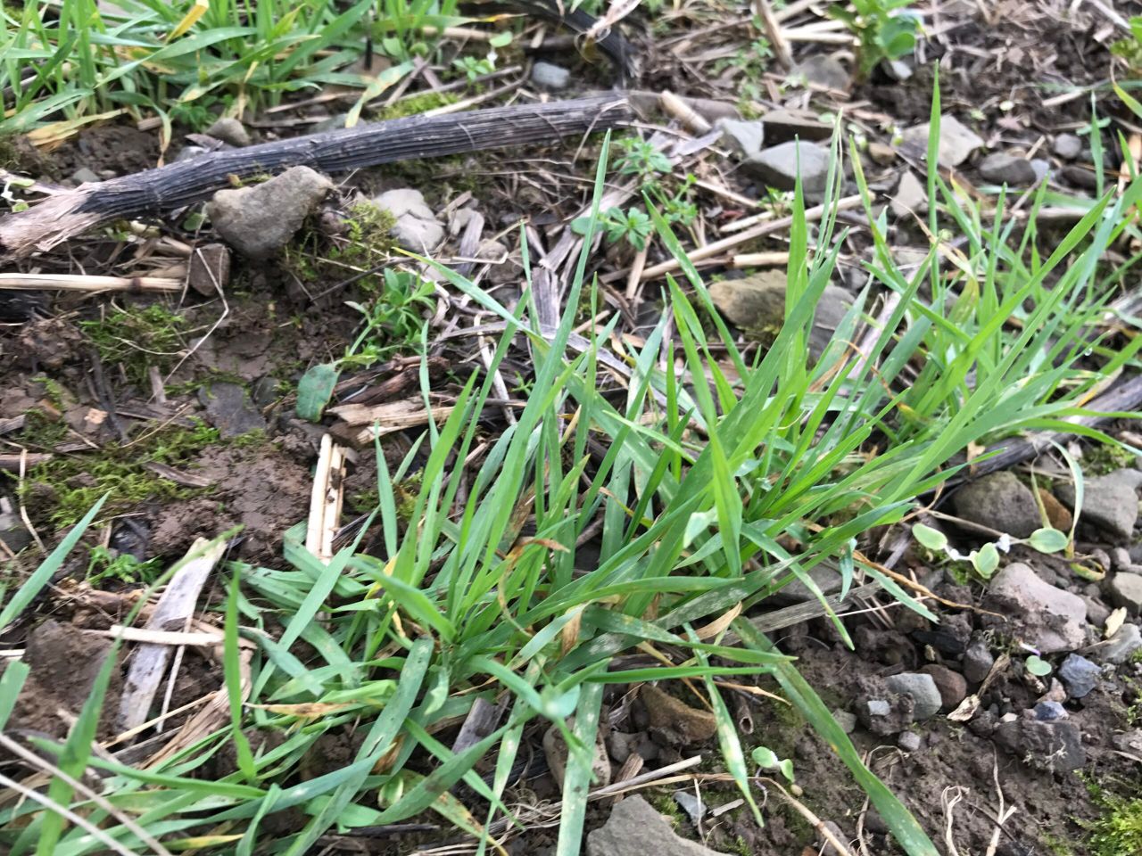 Mildew: Should you spray...no