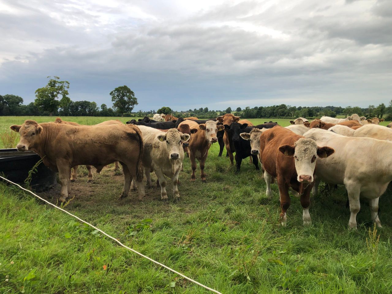 Beef Focus: Finishing over 1,000 cattle/year without buying meal or fertiliser