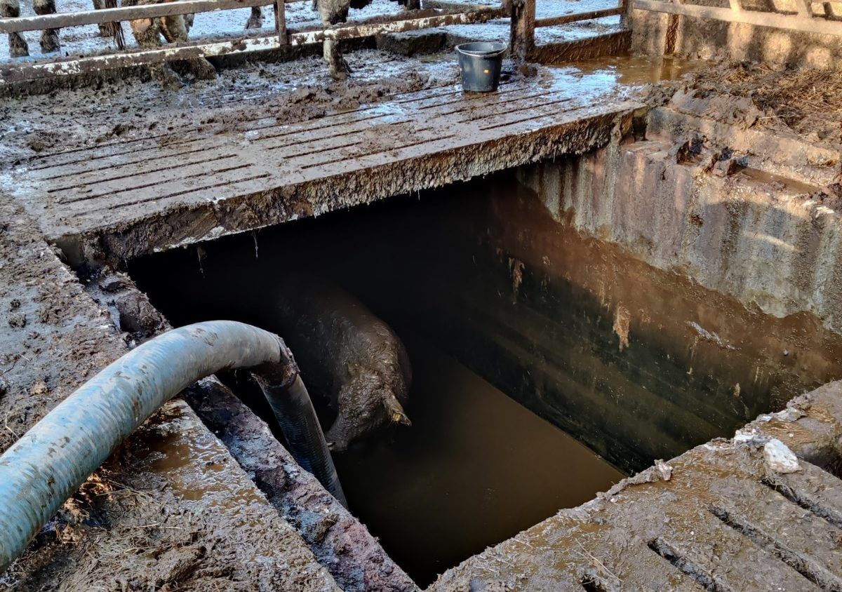 Pics: Firefighters facilitate rescue of cattle from slurry pit in Monaghan