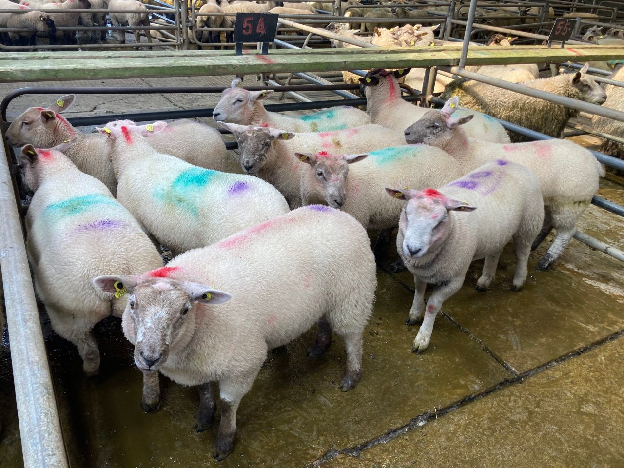 Sheep kill: Spring lambs overtake hoggets