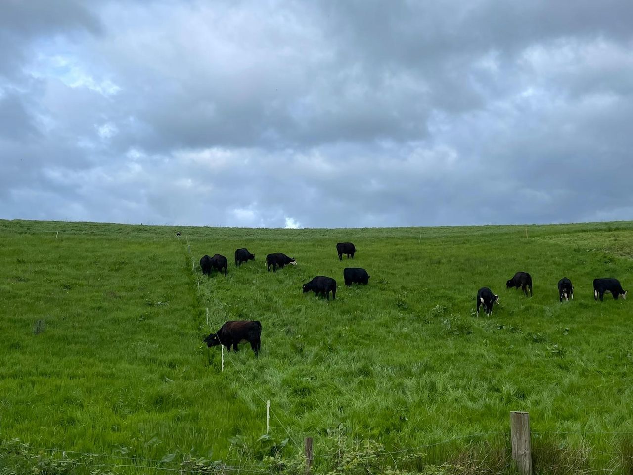 Beef kill: High demand and tighter supplies of cattle