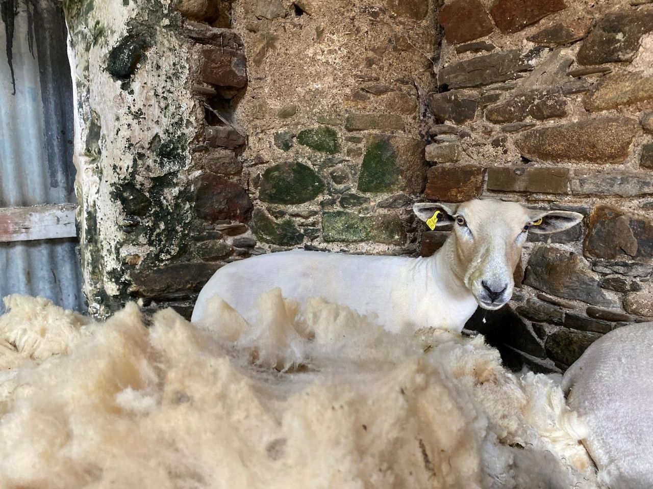 Is it time to shear sheep to reduce the risk of blowfly?