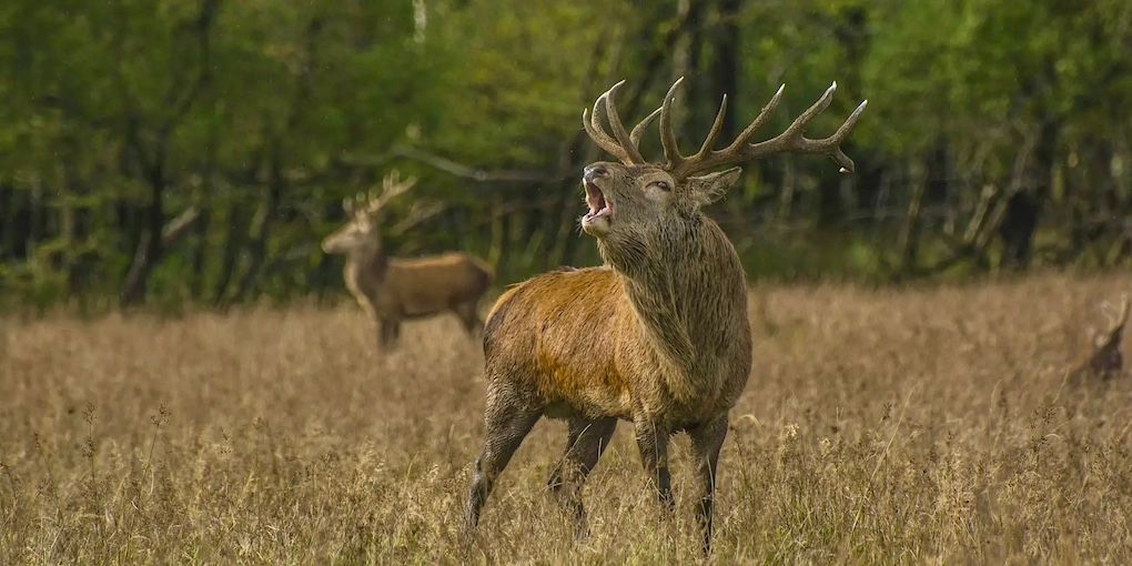 Native Irish Red stags during the rut in Co. Kerry. Source: Peter O'Toole.