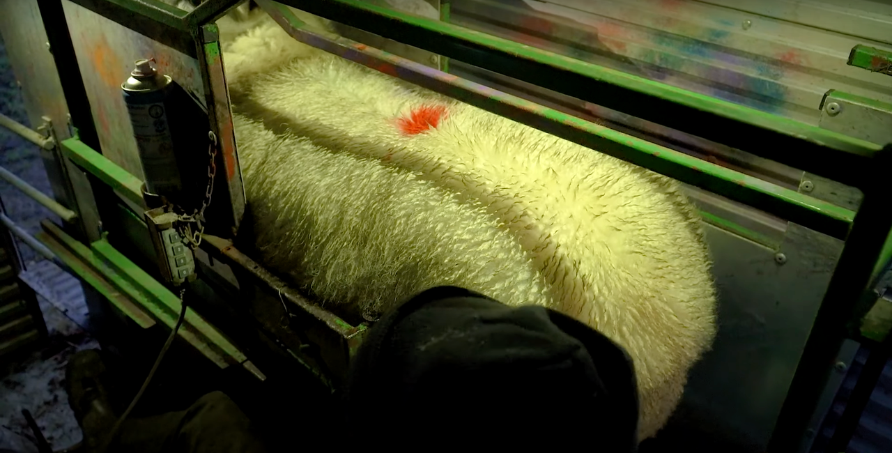 SIS: Department to write to farmers choosing scanning as year 1 option