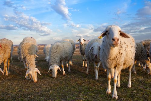 New Zealand sheep flock at its lowest level in 70 years