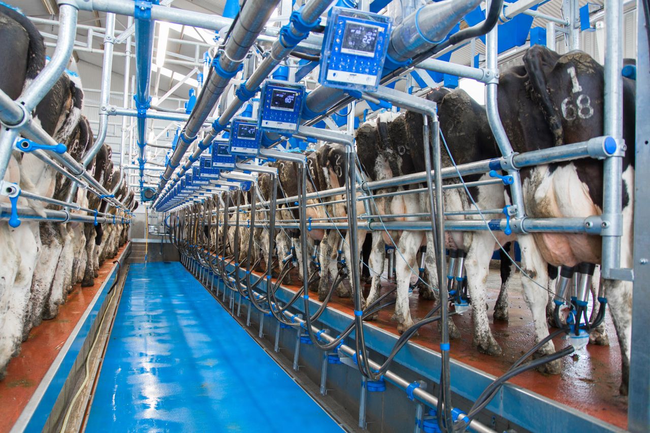 Opinion: Who came up with the idea of once-a-day milking?