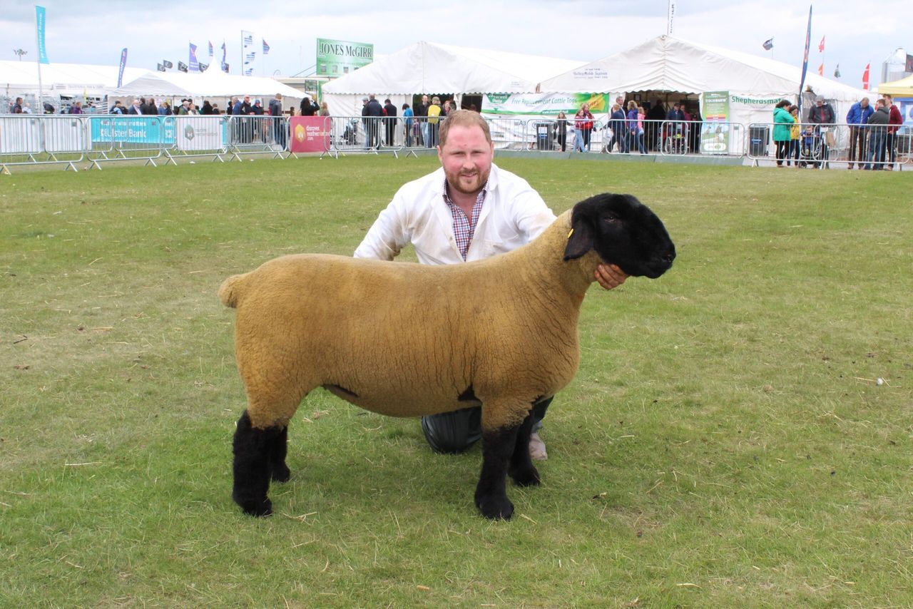 Elite Suffolk ewe lifts Balmoral Interbreed Sheep Championship