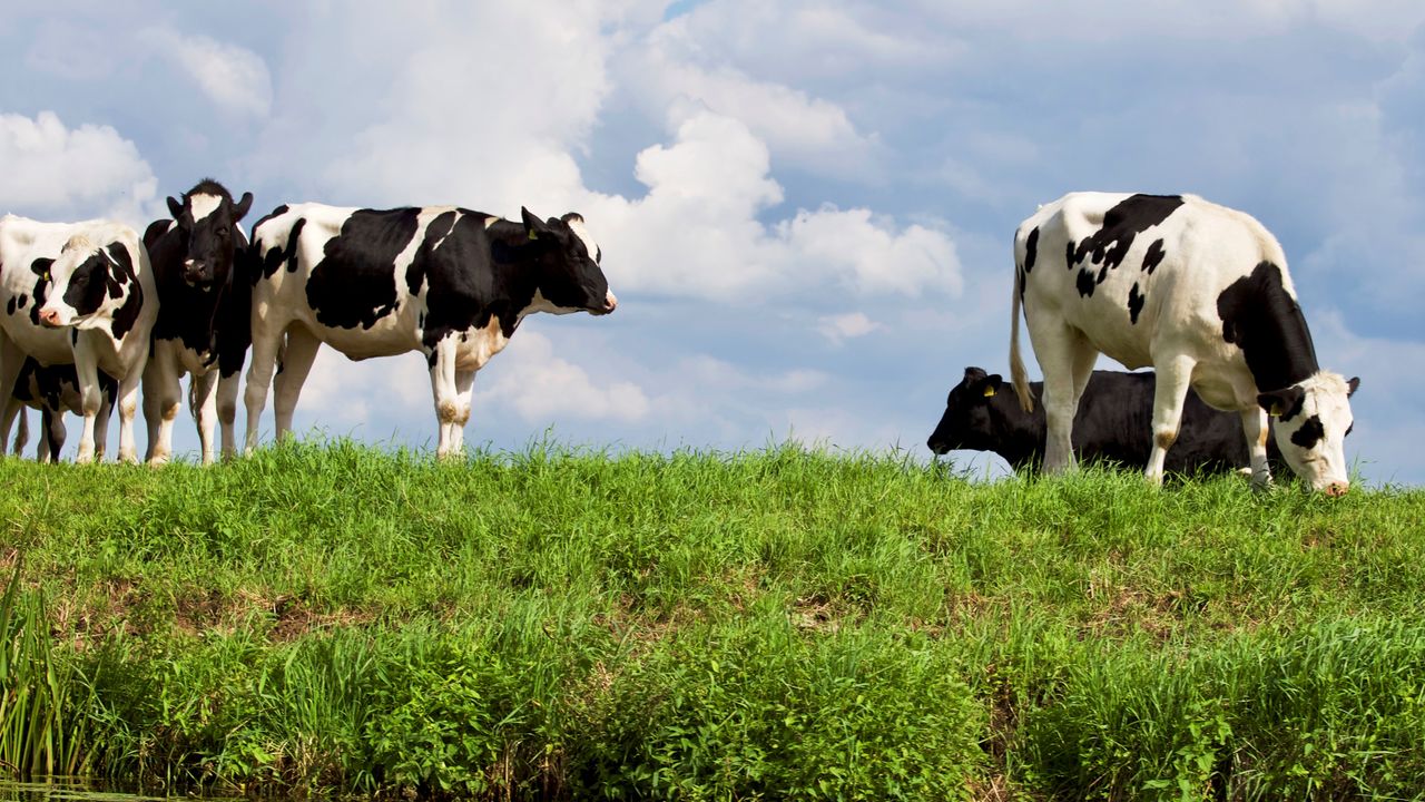Poots concerned by certain livestock movement requirements