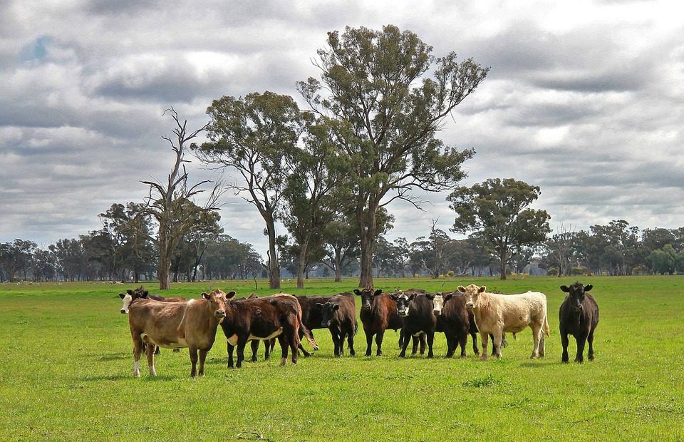 Australia hit 'record' beef production in 2025