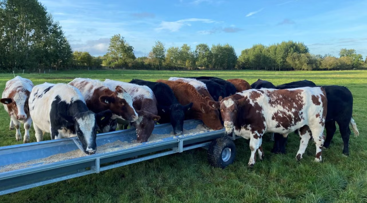 Factory quotes: Beef price offers showing indications of levelling off