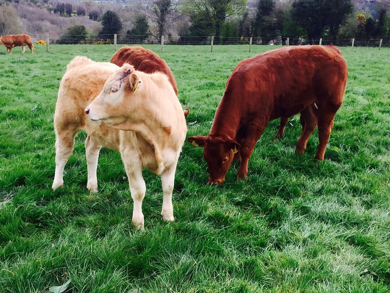 Running a suckler cow and sheep farm on 450ac to feature at Grassland beef conference