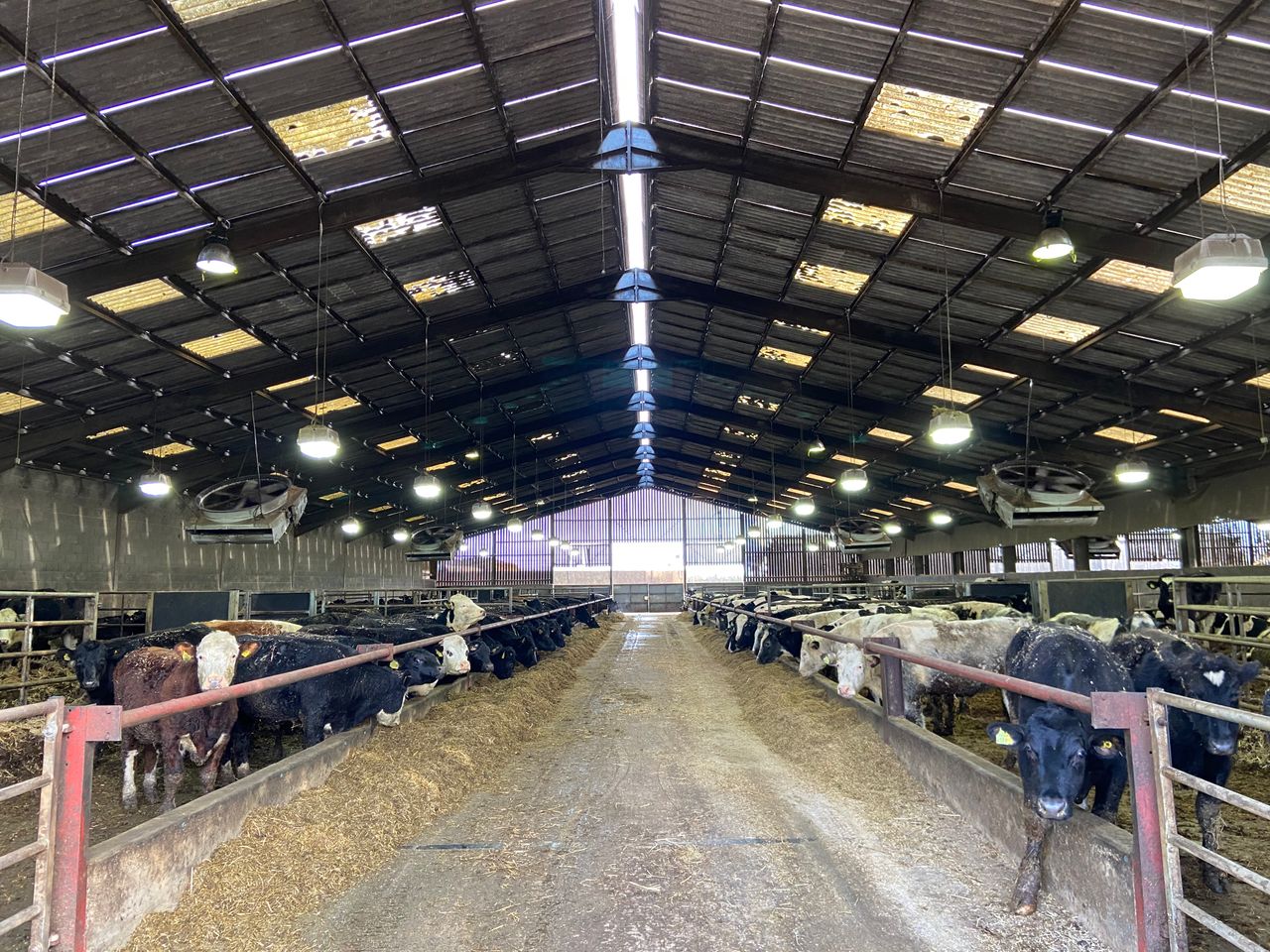 Inside a 4,600 head beef-finishing operation in the UK
