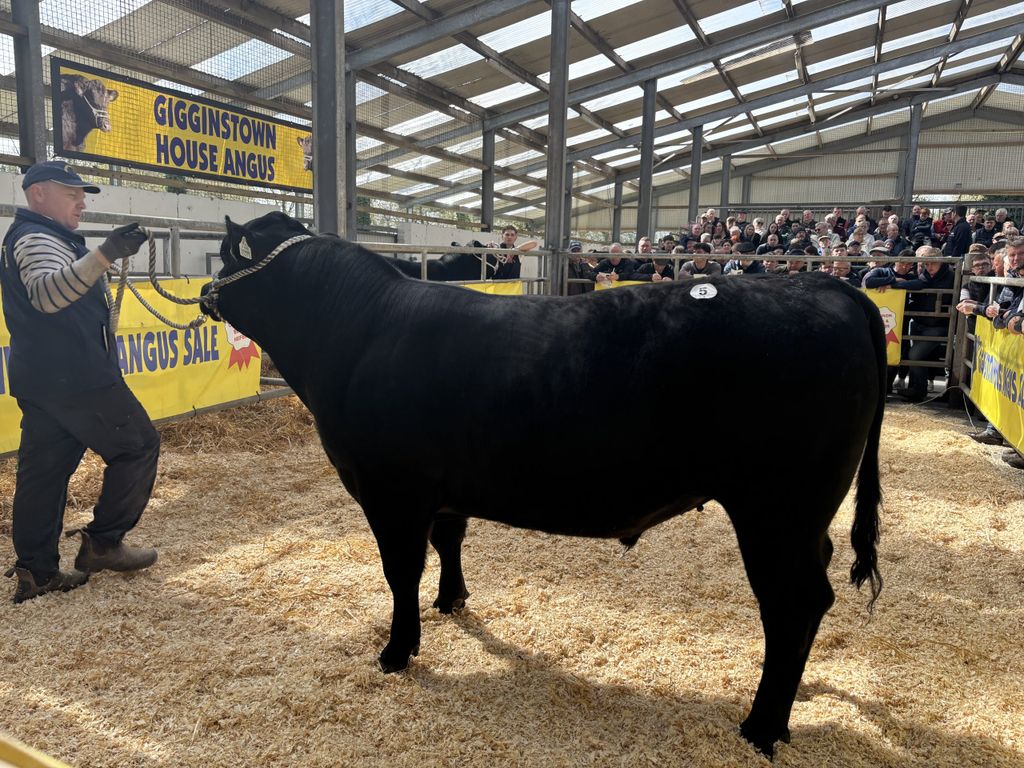 Gigginstown Drumroll sold for €6,200