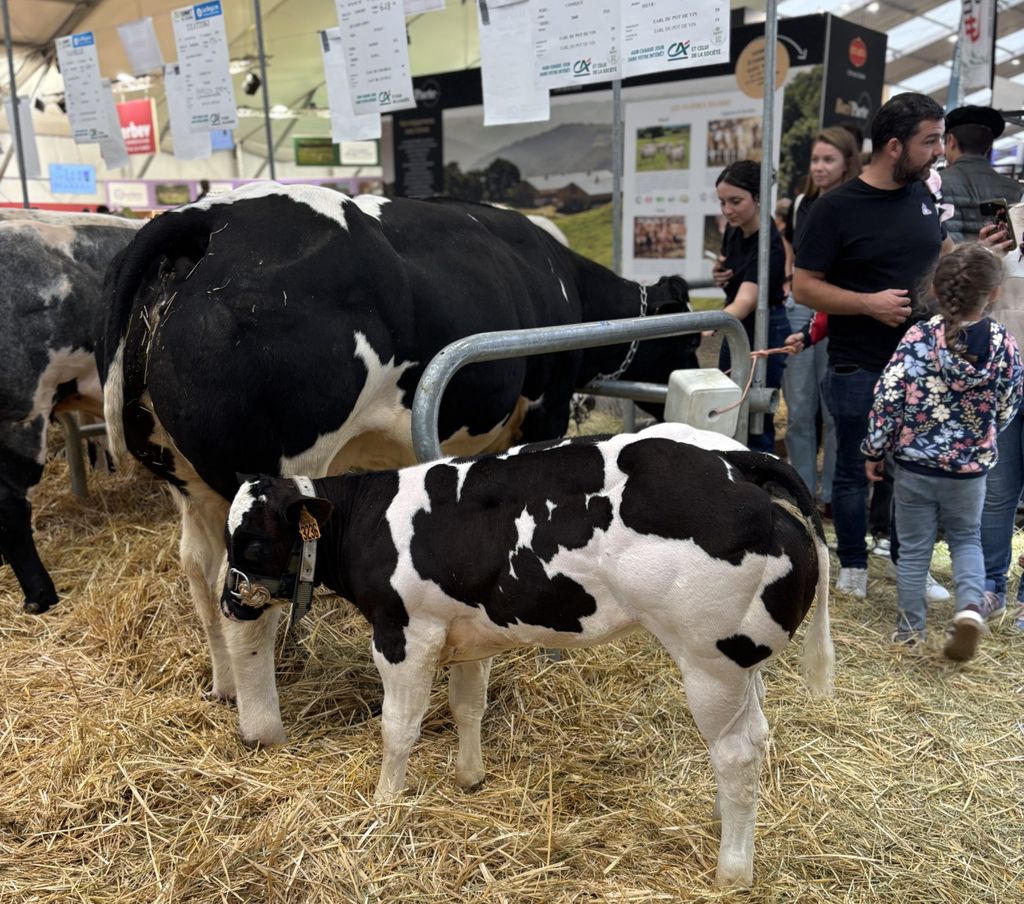 A Belgian Blue calf in the livestock section at the show