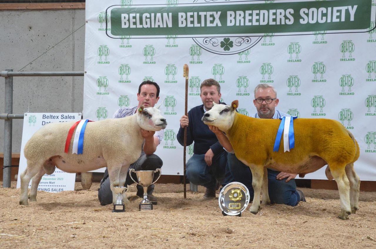 Strong prices at Belgian Beltex breeders' elite sale