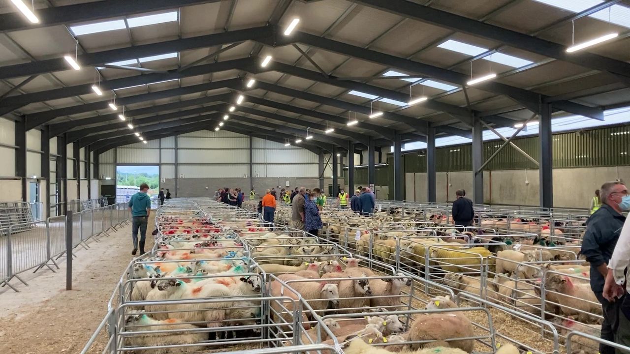 Quality ewe lambs snapped up at 'affordable prices' at Carrick Prolific Breeders' sale