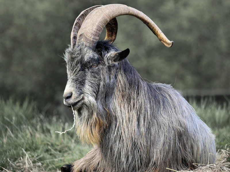 Calls for protection of Old Irish Goats as they continue to be hunted