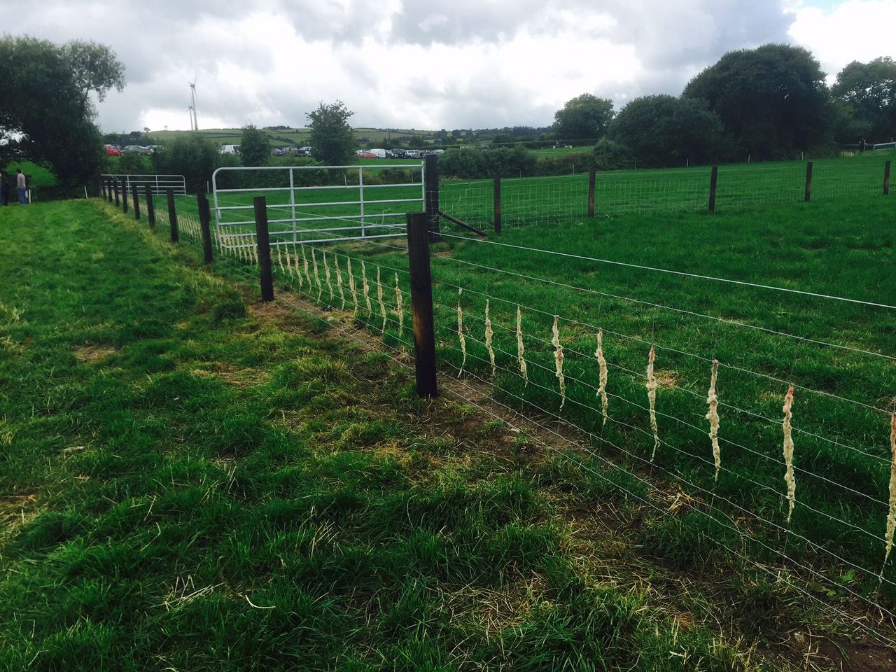 Over 1,000 farmers apply to Sheep Fencing Scheme under TAMS II