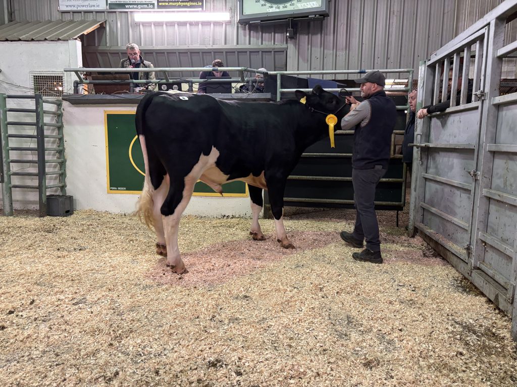 Mountfarna Zeus sold for €6,600.