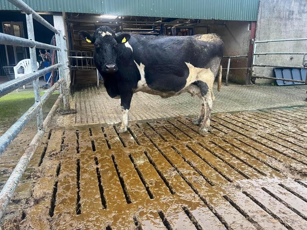 Carnew Mart dairy sale brings top price of €2,100