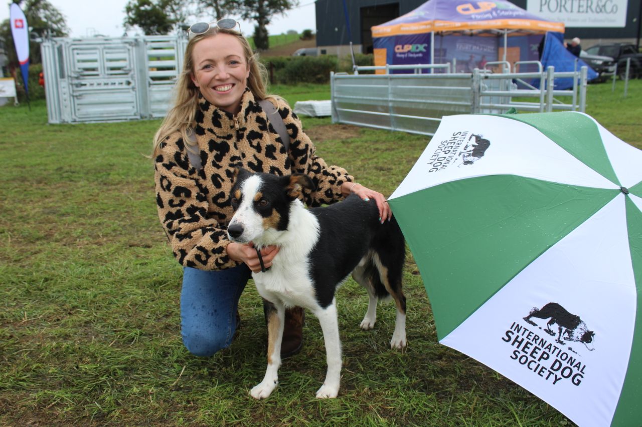 World Sheepdog Trials  underway in Down