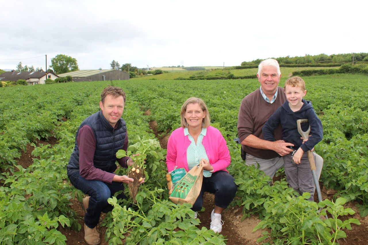 Tillage: Potato canopies now meeting between the drills