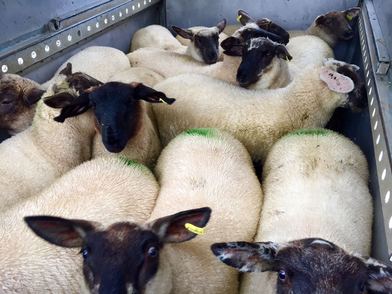 Ramadan boost for spring lamb trade
