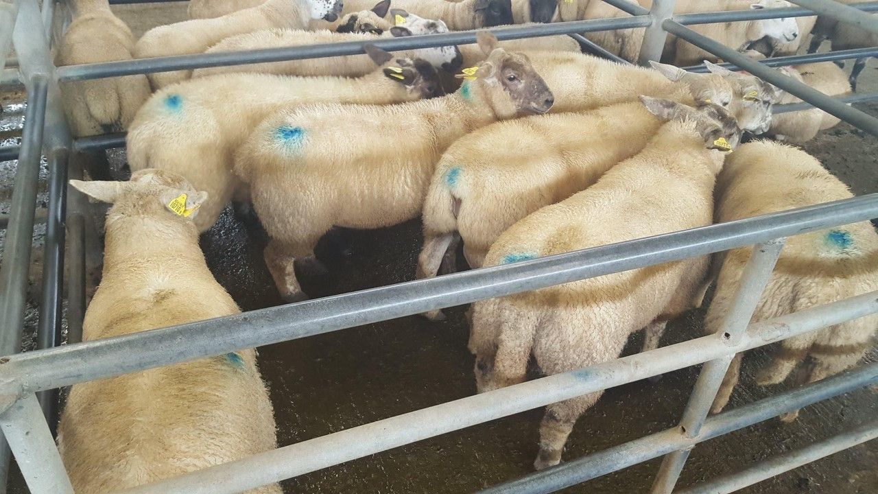 Lambs hit €132/head at Ennis Mart