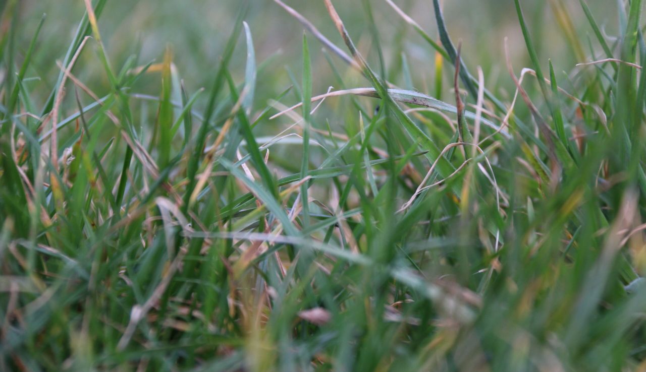 GrassCheck: A second boom week on the cards