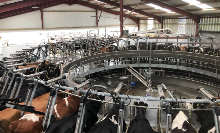 Back in focus: Milking 300 cows in a 50-unit rotary parlour in Co. Galway