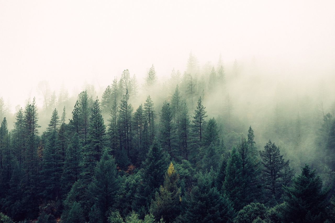 'Massive problems' in Ireland's Forest Service - Fitzmaurice