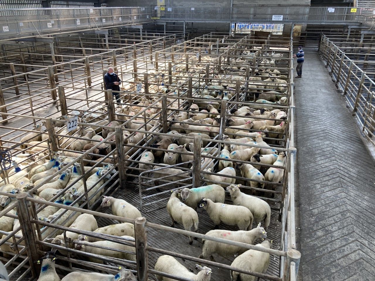 Kilkenny Mart manager has 'never witnessed such prices' for lambs