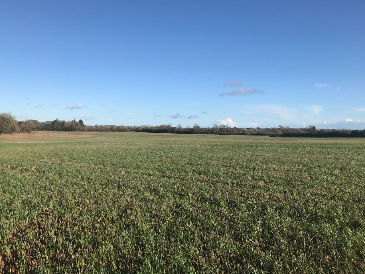 63ac roadside holding for sale at Campile, New Ross